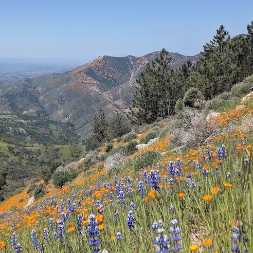 photo of mountains in the background that are orange with flowers, and in the foreground there are close-up orange poppies and blue lupin flowers.