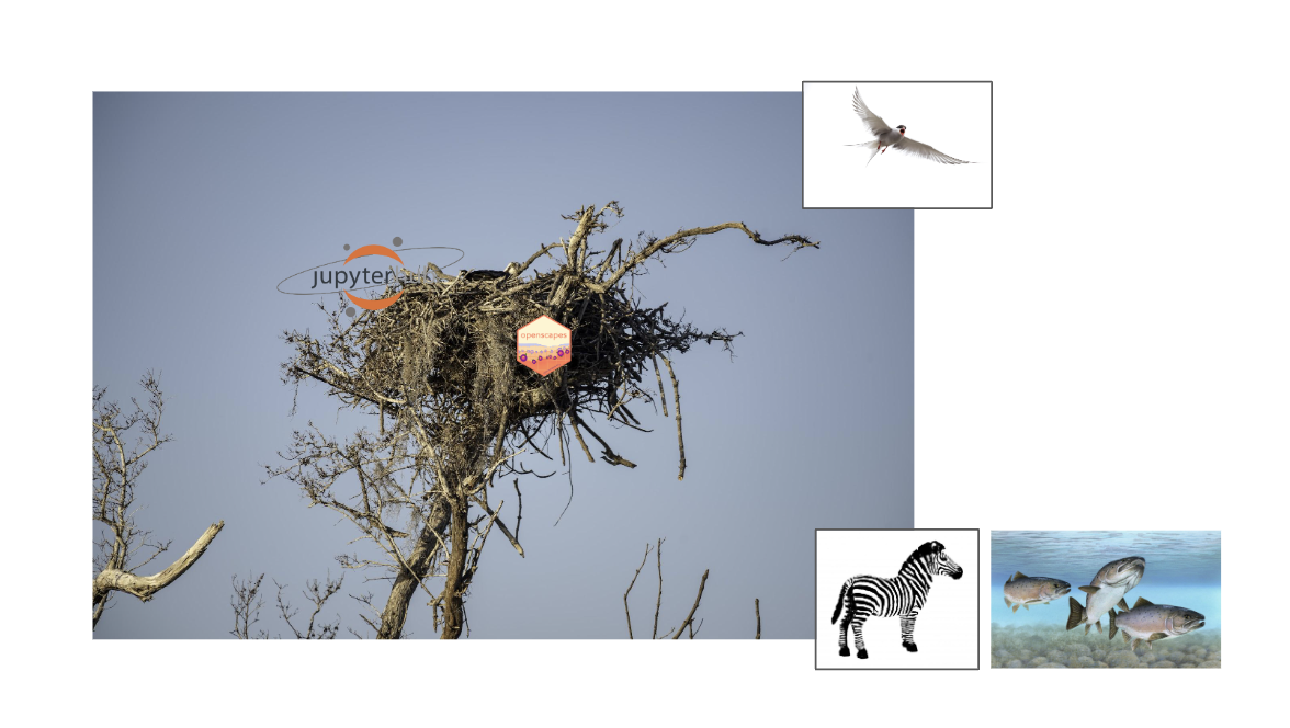 photo of bird next at top of a tree without foliage, against a blue-grey sky. Next has Jupyter and Openscapes logos superimposed. Image each of a bird, zebra, and fish under water appear beside the nest image