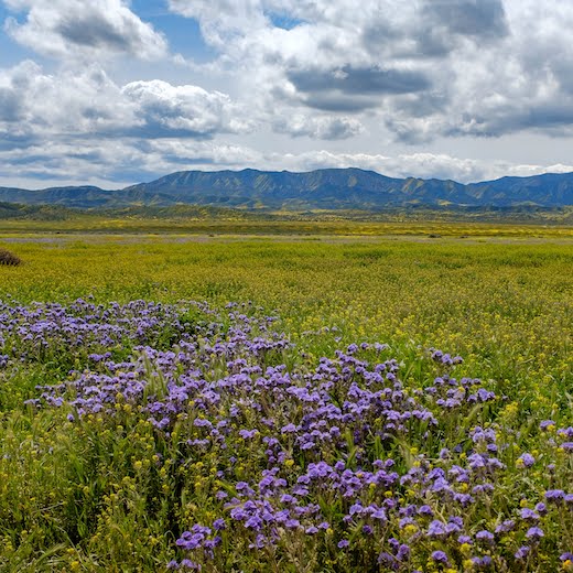 photo with fluffy clouds dominating a blue sky, blue-grey mountains in background, purple clusters of flowers in foreground, green-yellow groundcover and a river barely visible in midground running across the photo