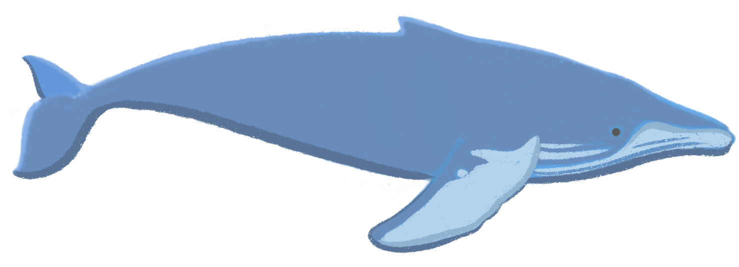 A blue-colored humpback whale swimming to the right.