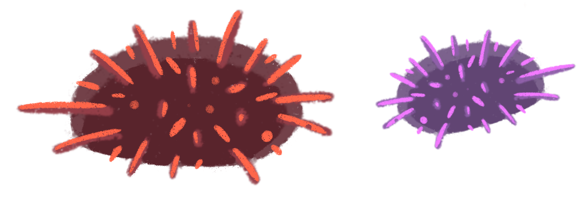 A red sea urchin and a slightly smaller purple sea urchin sitting side-by-side