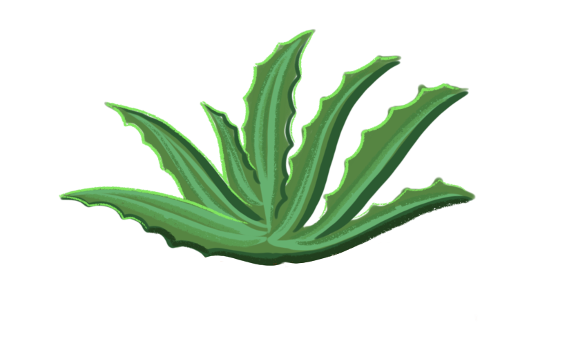 A green agave plant.