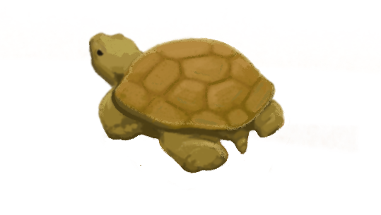 A brown tortoise.