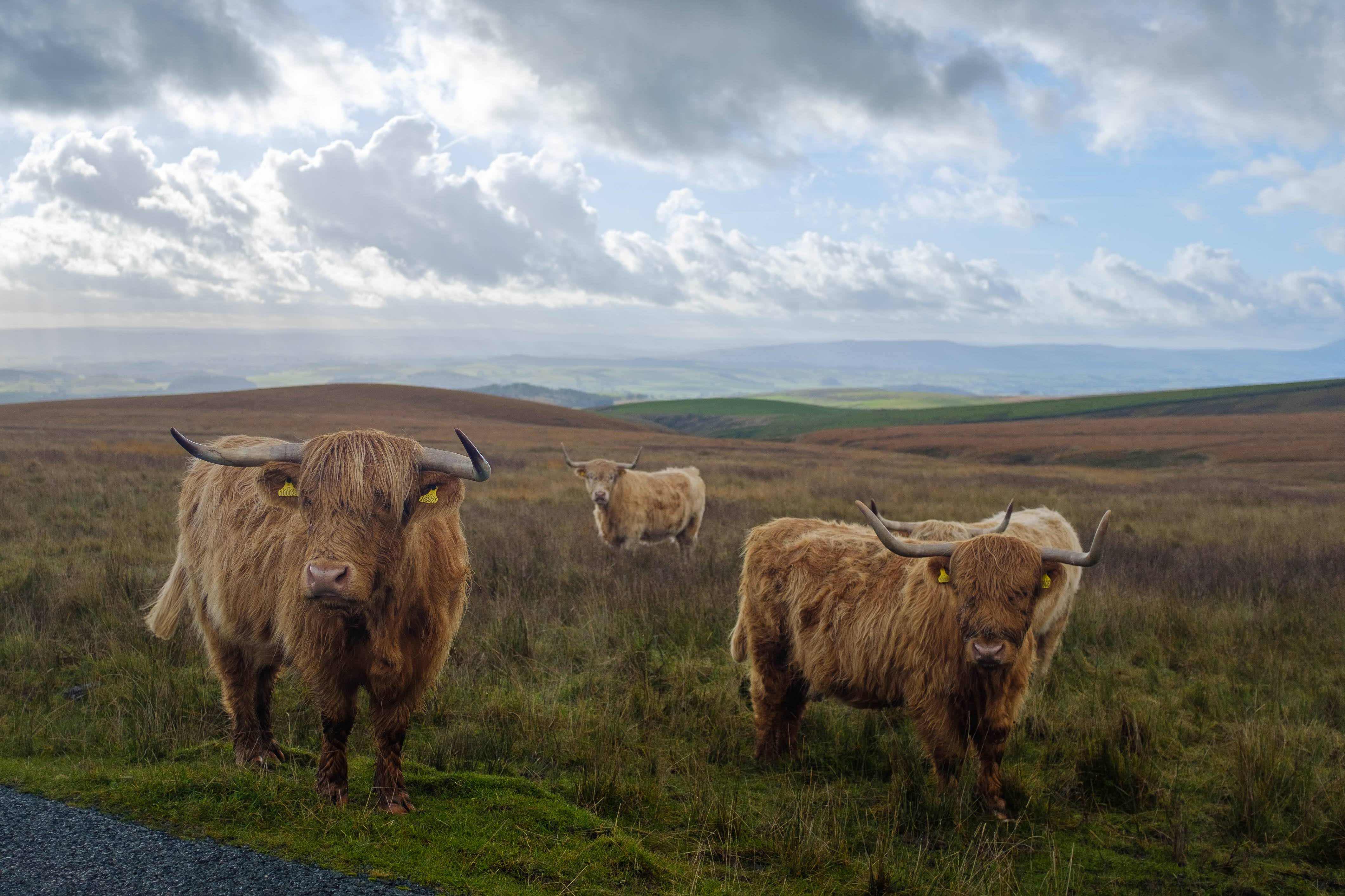 Highland cows with long horns with green rolling hills and sun through broken clouds